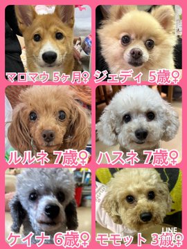 🐾今日の里親様募集中ワンコ🐶メンバーです🐾2023,6,17【保護犬カフェ天神橋店】